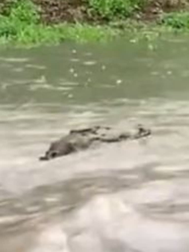 Locals spotted the reptile in Ingham, about 115km north of Townsville.