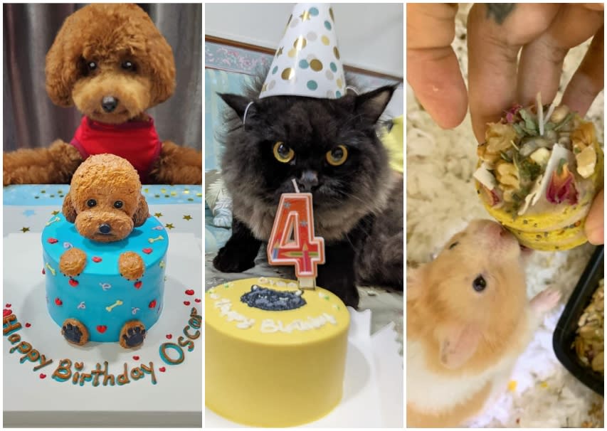 pet-birthday-cakes-singapore-dog-cat-hamster-rabbit