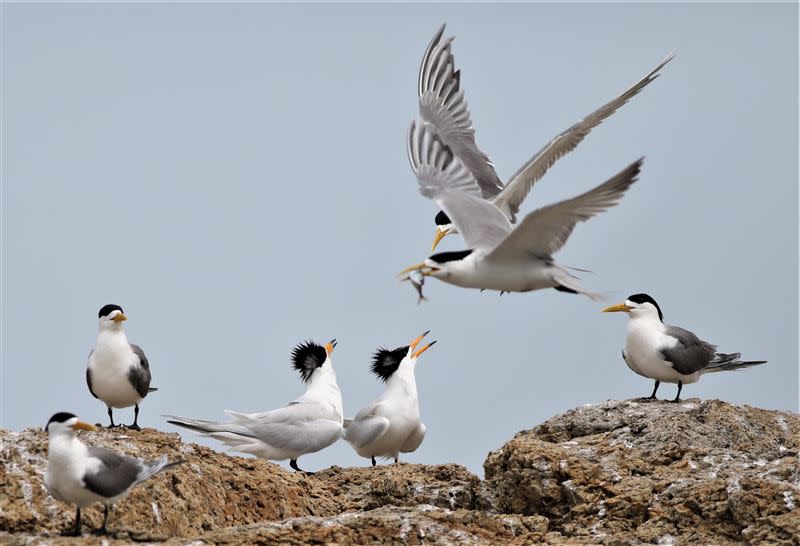 現身於馬祖的神話之鳥「黑嘴端鳳頭燕鷗」（圖／王建華提供）