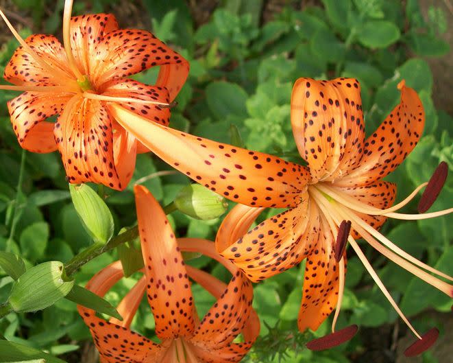 5) Tiger Lily