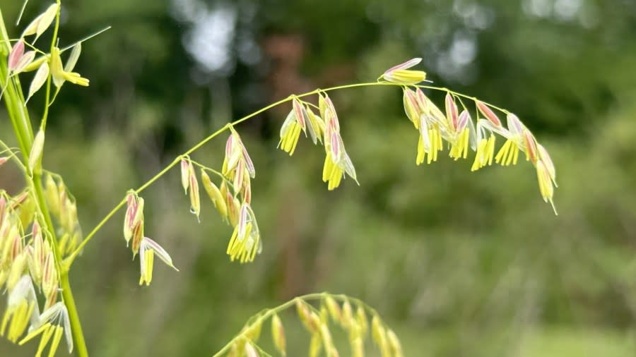 Several flowers and budding grains of manoomin hang off of a stalk.