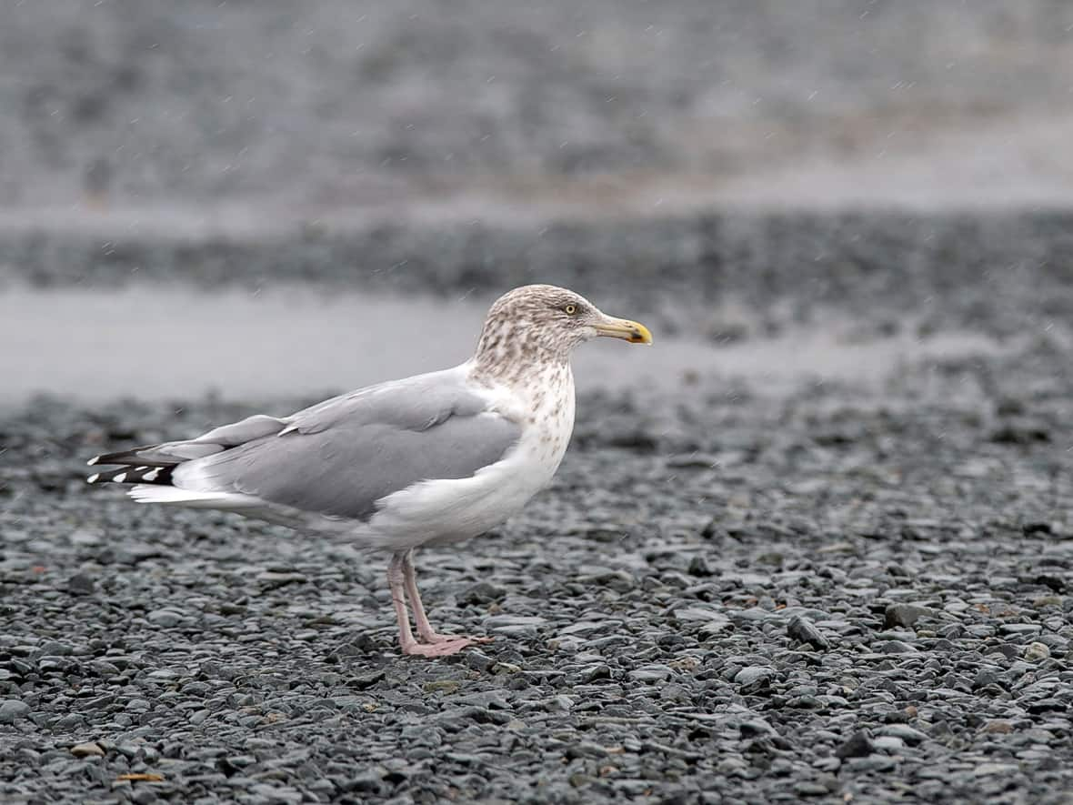 A seagull, stands in a parking lot in Eastern Passage, N.S., on Friday, Nov. 15, 2019. Two of the birds in Nunavut that may have had avian influenza are herring gulls. (Andrew Vaughan/The Canadian Press - image credit)