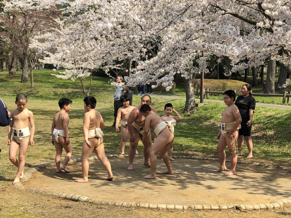 摔角小選手在蘆野公園櫻花樹下練習。