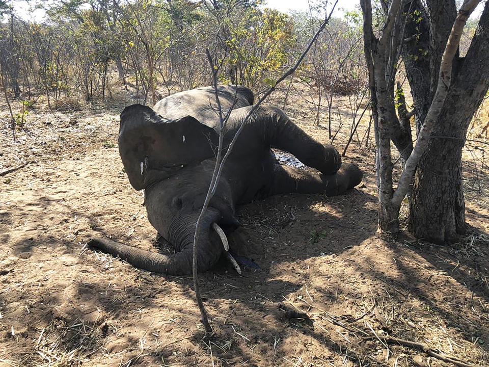 A dead elephant is seen in Hwange National park, Zimbabwe, Saturday, Aug. 29, 2020. A spokesman for Zimbabwe's national parks said on Wednesday, Sept. 2 the number of elephants dying in the country's west from a suspected bacterial infection, possibly from eating poisonous plants, has risen to 22 and more deaths are expected. (AP Photo)