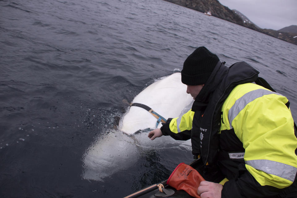 Joergen Ree Wiig tries to reach the harness attached to a beluga whale before the Norwegian fishermen were able to removed the tight harness, off the northern Norwegian coast Friday, April 26, 2019.  The harness strap which features a mount for an action camera, says "Equipment St. Petersburg" which has prompted speculation that the animal may have escaped from a Russian military facility. (Joergen Ree Wiig/Norwegian Direcorate of Fisheries Sea Surveillance Unit via AP)