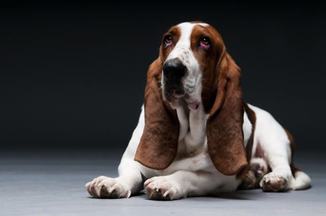 cuanto debe comer un basset hound al dia