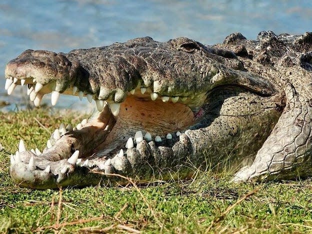 close-up of Croczilla's face, with his mouth open