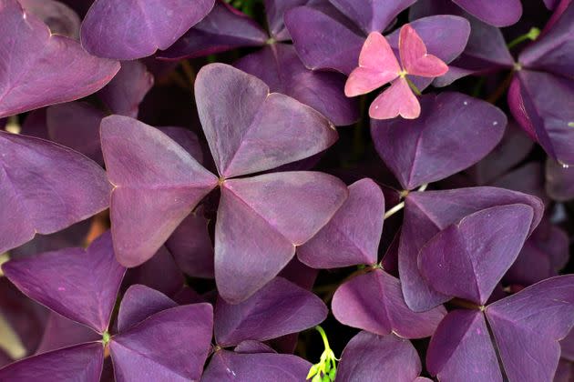 Shamrock plants, like Oxalis triangularis, or false shamrock, have soluble calcium oxylates that can be absorbed by your pet and cause kidney damage. (Photo: imageBROKER/Juergen &amp; Christine Sohns via Getty Images)