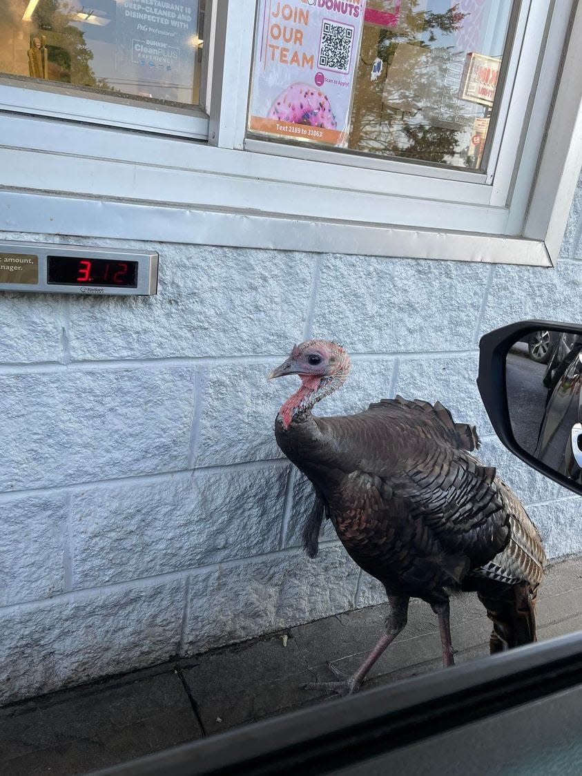 The turkey positions itself between the pickup window and cars in the hope of a drop or handout.