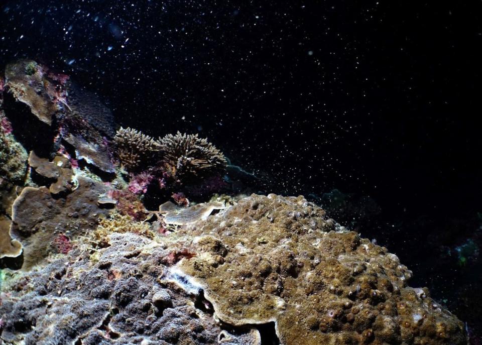墾丁海域珊瑚14日、15日大量產卵，資深潛水教練蔡永春拍攝到海底布滿珊瑚卵，猶如海底星空。（中央社/蔡永春提供） 