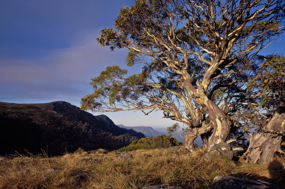 A stumpy alpine gum tree to the right against the blue skies of the Victorian alpine range. 