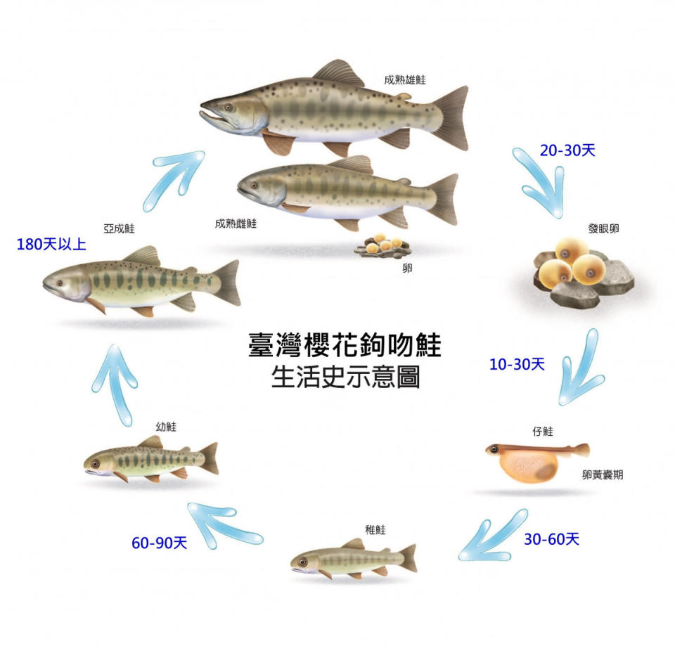 台灣櫻花鉤吻鮭生活史示意圖。