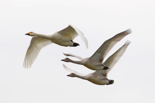 Berwick swans finally arrive -heralding the latest start to winter since 1969