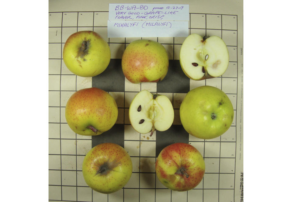 This 2019 photo provided by the Temperate Orchard Conservancy in Molalla, Ore., shows apples that were collected by David Benscoter and EJ Brandt of the Lost Apple Project in northern Idaho and eastern Washington. They are identified as the Mihalyfi variety, which is one of 10 apple varieties in the Pacific Northwest that were planted by long-ago pioneers and had been thought extinct. (Joanie Cooper/Temperate Orchard Conservancy via AP)