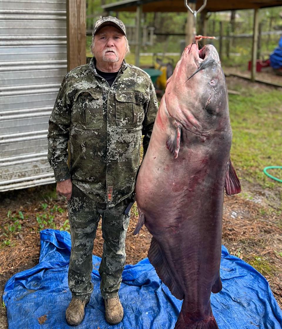 Eugene Cronley's Mississippi state record blue catfish weighed 131 pounds with a 41-inch girth and measured 56.6 inches in length.