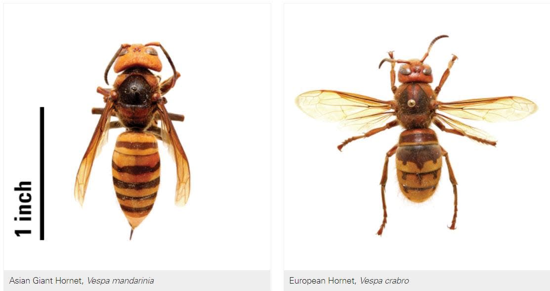 Some Buncombe County residents have reported spotting or trapping Asian giant hornets, left, but what they've actually got are slightly smaller European hornets, right.