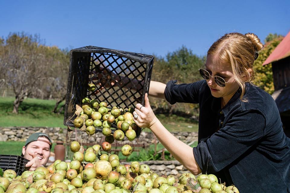 Apple foraging with Shacksbury Cider