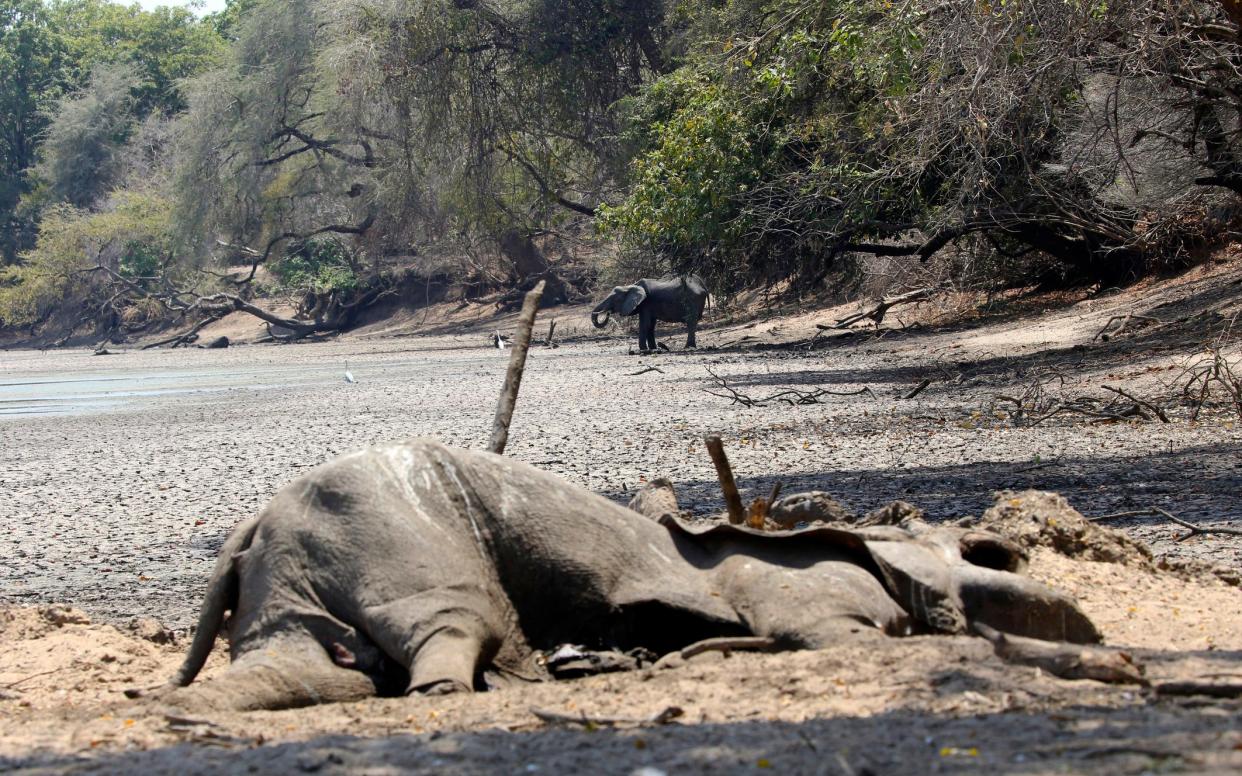 The carcass of an elephant lies next to a pool that used to be a perennial water supply in Mana Pools National Park, Zimbabwe - AP