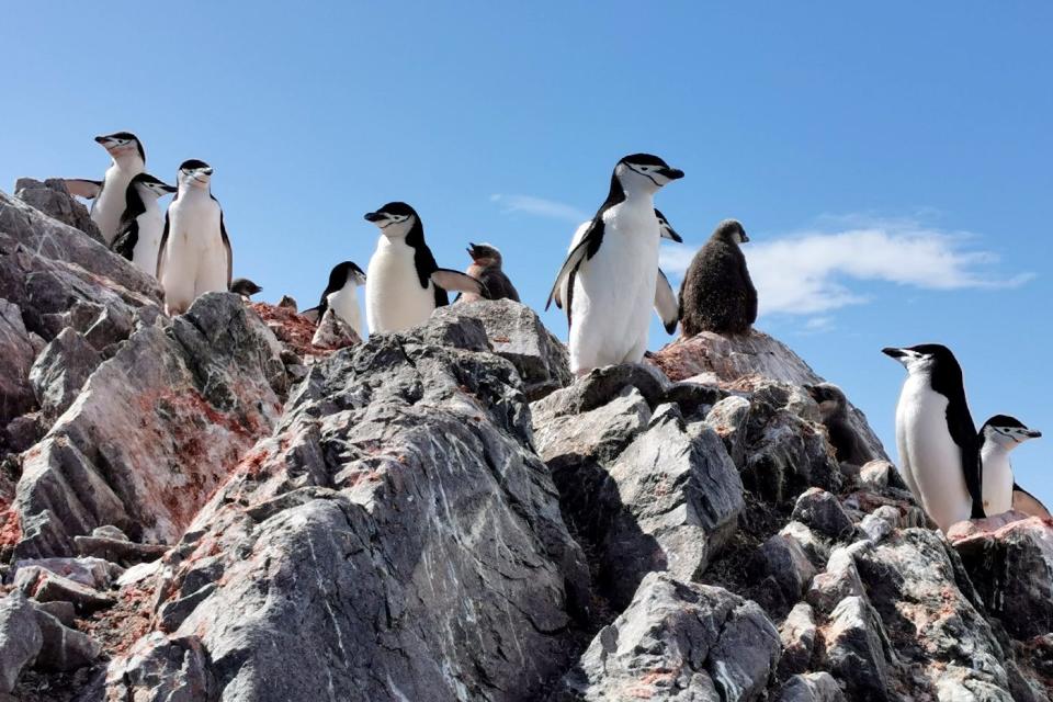 Chinstrap penguins on Elephant Island