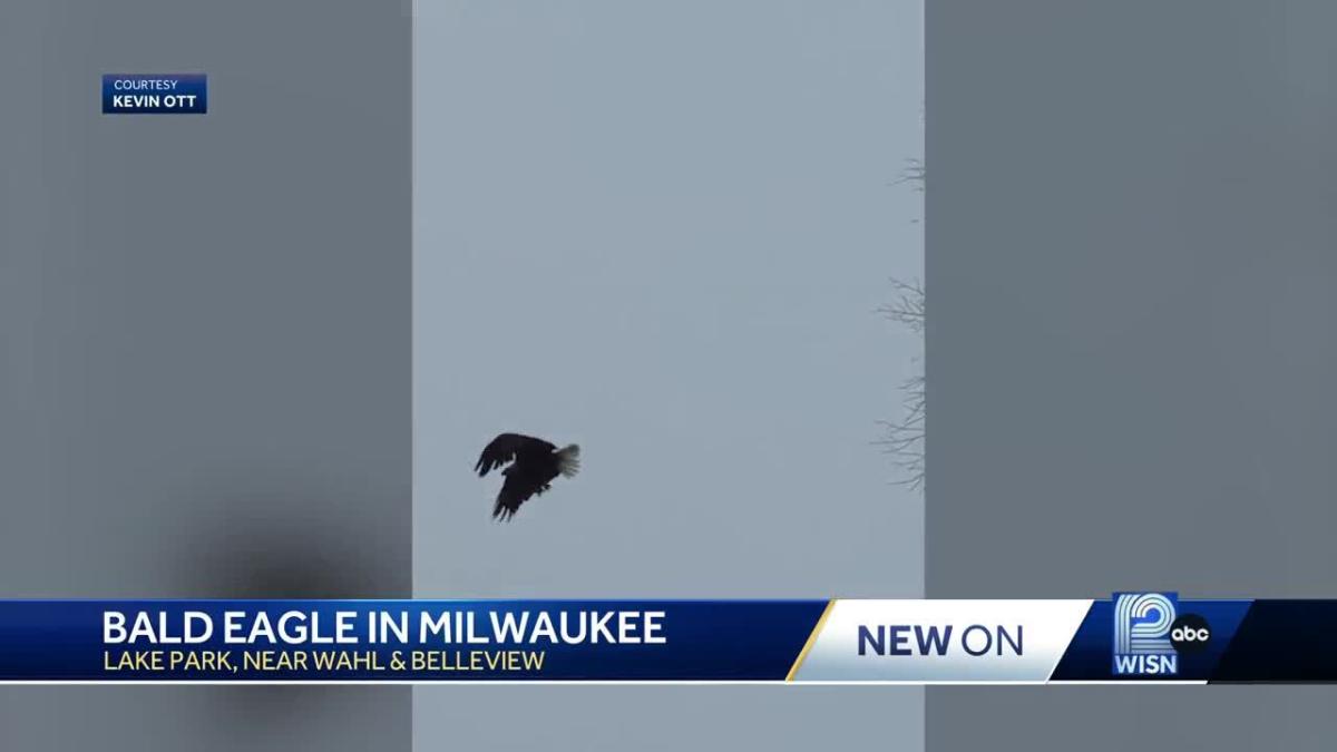 Bald eagle spotted at Lake Park in Milwaukee