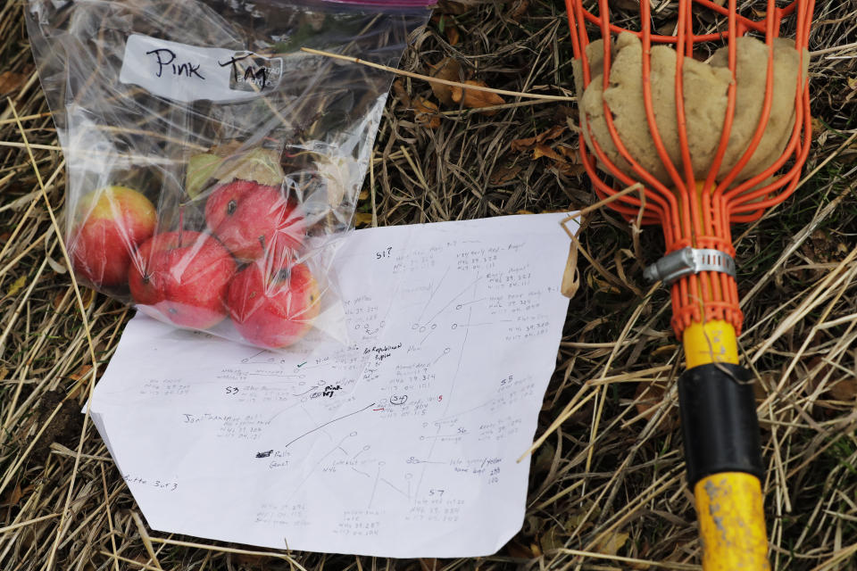 In this Oct. 28, 2019, photo, apples collected by amateur botanist David Benscoter, of the Lost Apple Project, rest next to his field notes and an apple picking pole in an orchard at a remote homestead near Pullman, Wash. Benscoter and fellow amateur botanist EJ Brandt recently learned that their work in the fall of 2019 has led to the rediscovery of 10 apple varieties in the Pacific Northwest that were planted by long-ago pioneers and had been thought extinct. (AP Photo/Ted S. Warren)