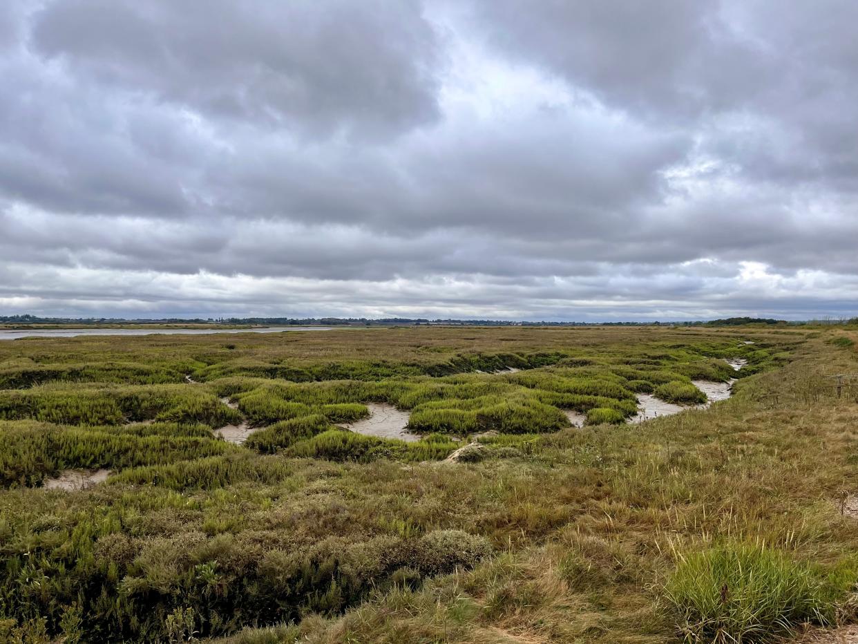 View looking over the saltmarsh and creeks at Abbotts Hall, Essex