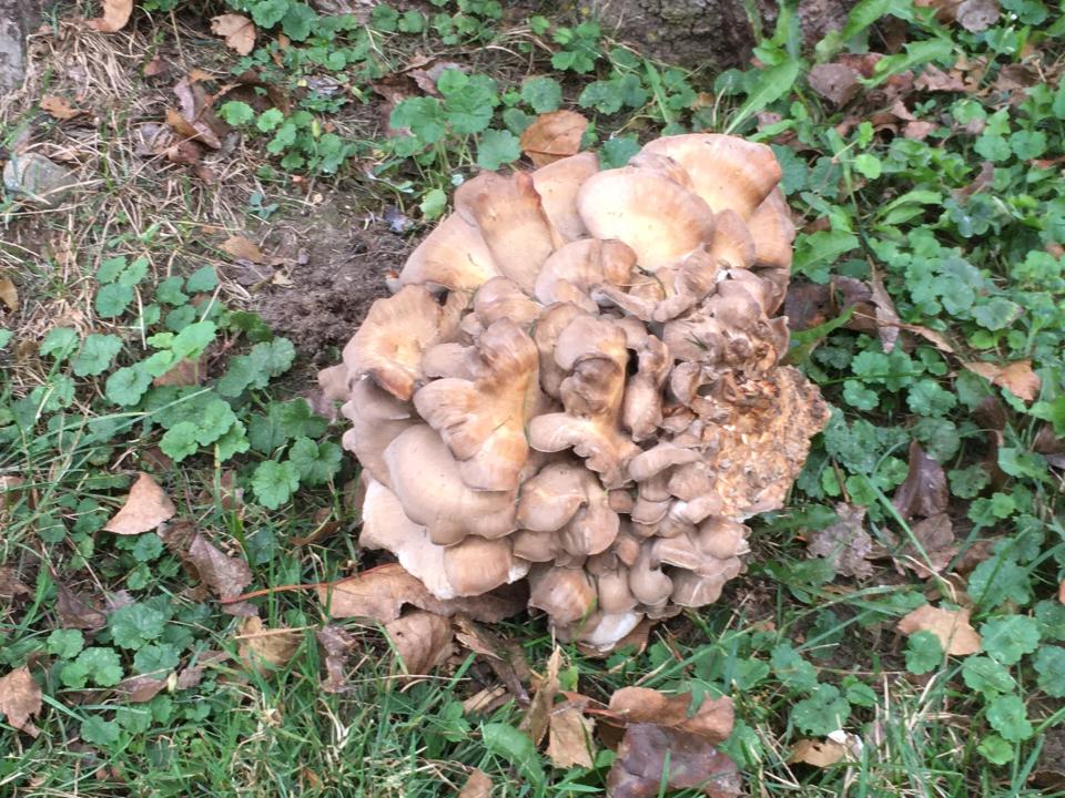 Hen-of-the-Woods mushroom growing on the base of an old apple tree.