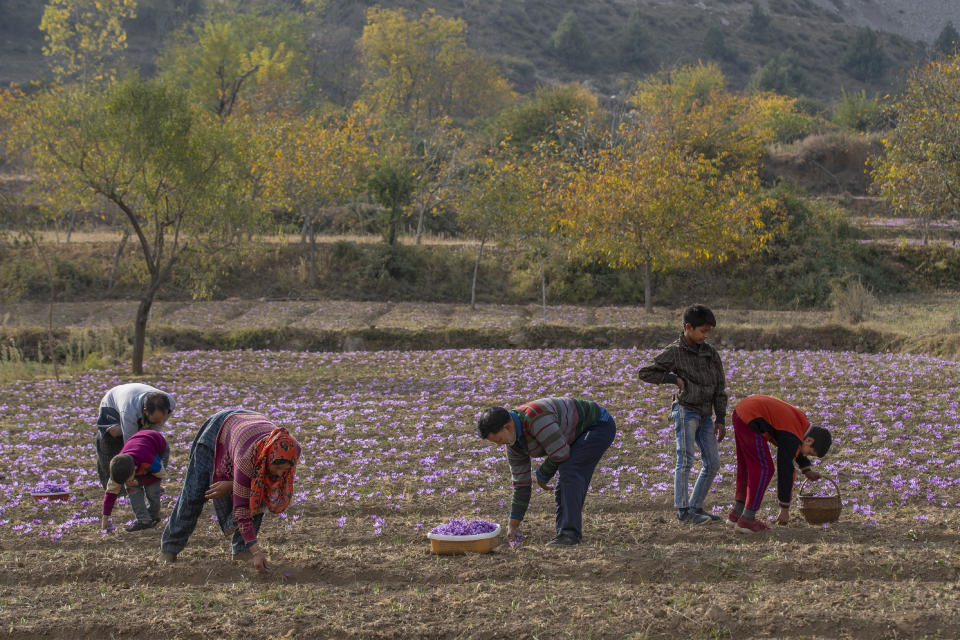 A Kashmiri farmer family plucks crocus flowers, the stigma of which produces saffron, on a farm in Khrew, south of Srinagar, Indian controlled Kashmir, Saturday, Oct. 31, 2020. Cradled by low mountains and spread across a vast expanse of small, fertile fields, a sea of purple flowers opens in Himalayan Kashmir to produce one of the world's most precious spices, saffron. (AP Photo/Dar Yasin)