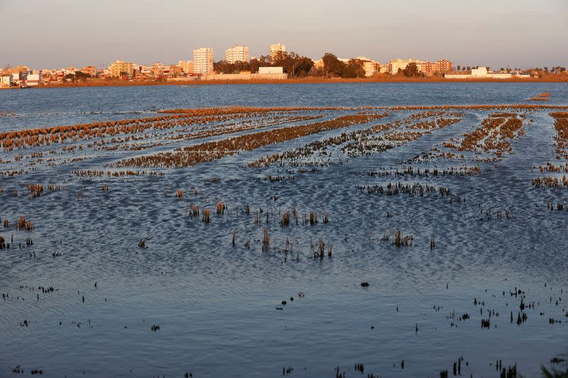 Spain's paella rice could 'disappear', say farmers angry at EU rules