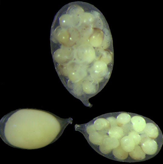 Egg capsules from single female, showing range of developmental stages of stalked egg capsules; note the considerably off-center attachment of capsule stalk [