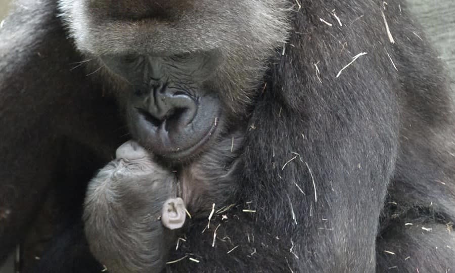 黃珊珊》動物園建園106周年 雙喜臨門！