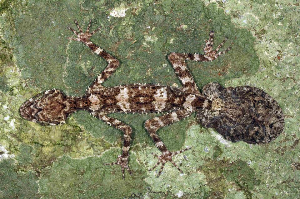 A leaf-tail gecko, one of the three new species of animals scientists have discovered in an Australian rainforest located in Cape Melville