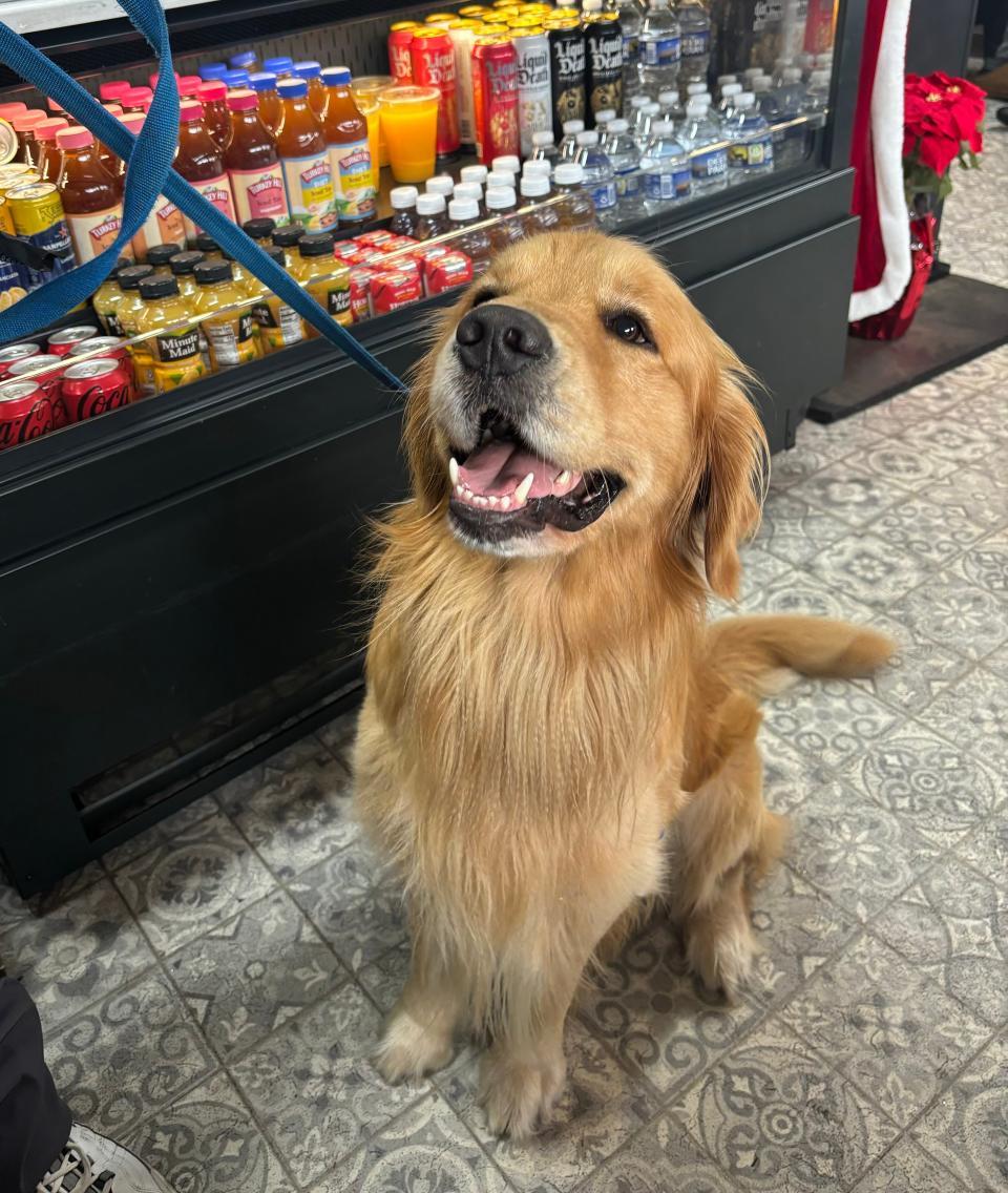 Four-legged customer, Auggie, awaits his dog treat at Daily Grounds.