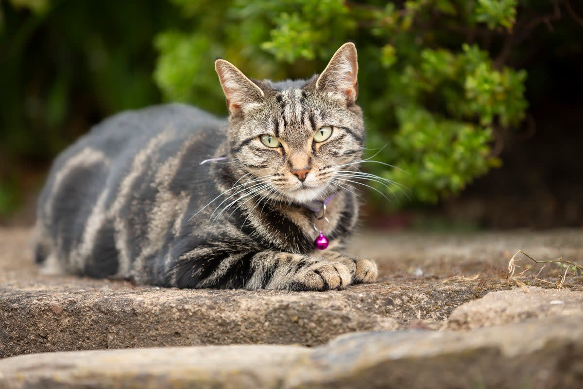 A Polish scientist argued that cats kill about 140 million birds in Poland each year (Getty Images/iStockphoto)