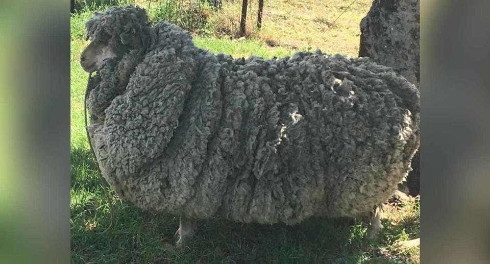 Pictures of the sheep were shared online and are generating plenty of attention. Source: One Day Closer to Rain (Drought)/ Facebook