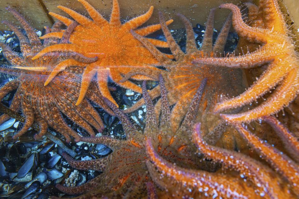 In this image provided by The Nature Conservancy, sunflower sea stars are visible in a tank Friday, July 9, 2021, in Friday Harbor, Wash. The star fish is the main purple urchin predator. (Ralph Pace/The Nature Conservancy via AP)