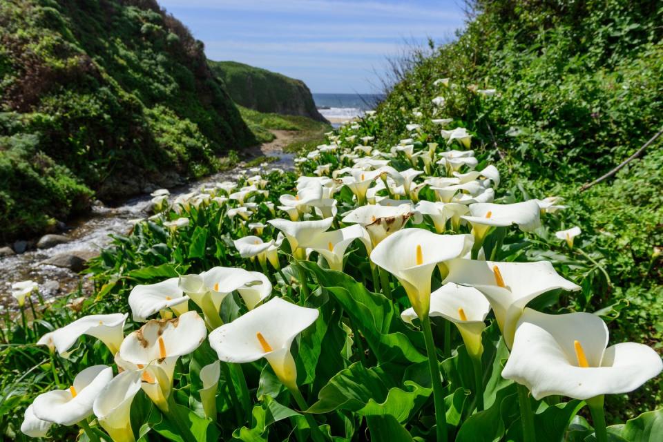 flower meanings calla lily