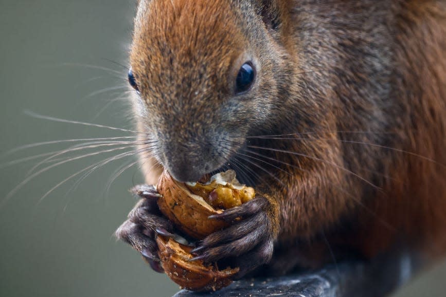 Squirrel eating walnut