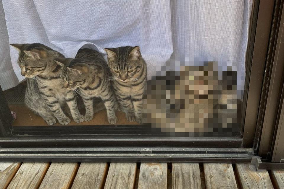 <p>日本一名推主日前分享自家貓咪看風景的照片，卻意外引起網友熱議！（圖／twitter @tomeji1106）</p>
