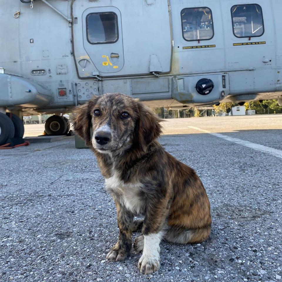 KT will now come home to the base at RNAS Yeovilton in Somerset and become the squadron's mascot - Royal Navy/MOD/SWNS