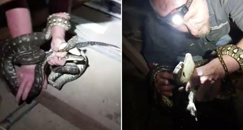 Snake catcher Tony Harrison was called to a home in Bilinga to discover five pythons trapped in the ceiling. Source: Facebook/ Gold Coast & Brisbane Snake Catcher