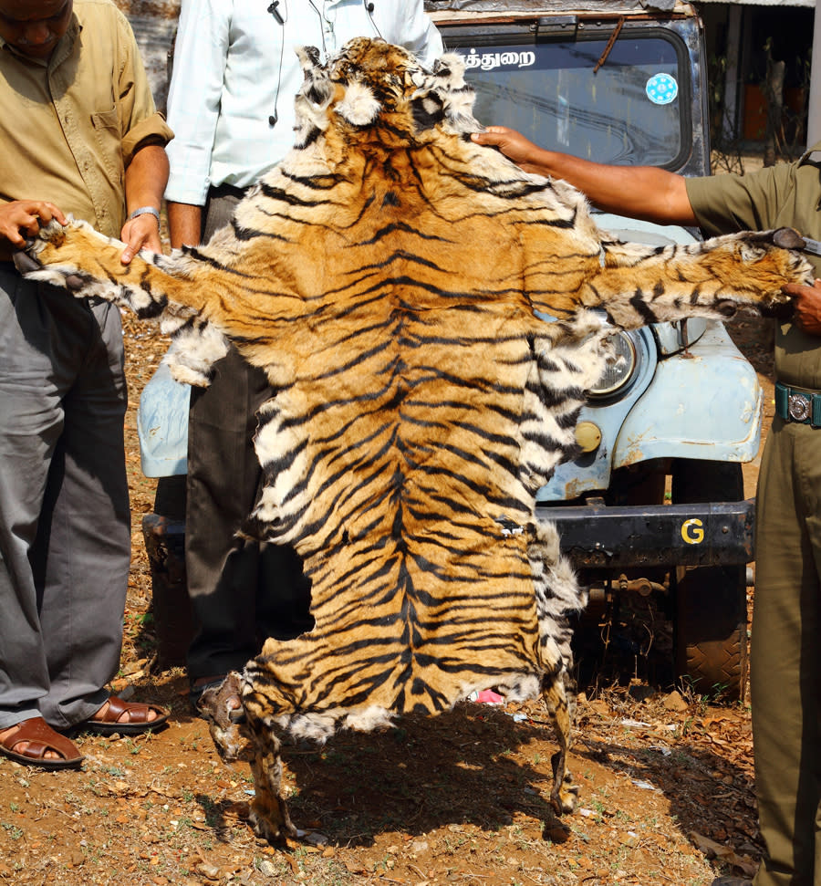 This April 2010 photo provided by the Wildlife Trust of India shows a tiger skin seized by the forest officials of Tamil Nadu state in southern India. Authorities in India are concerned a 2020 spike in poaching not only could kill more endangered tigers and leopards but also species these carnivores depend upon to survive. (WTI via AP)