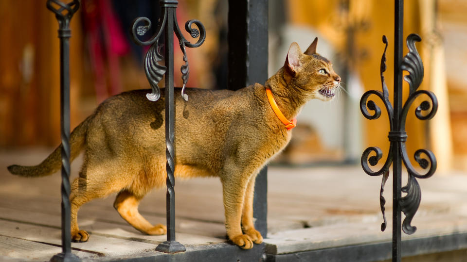 Abyssinian cat mewing on balcony