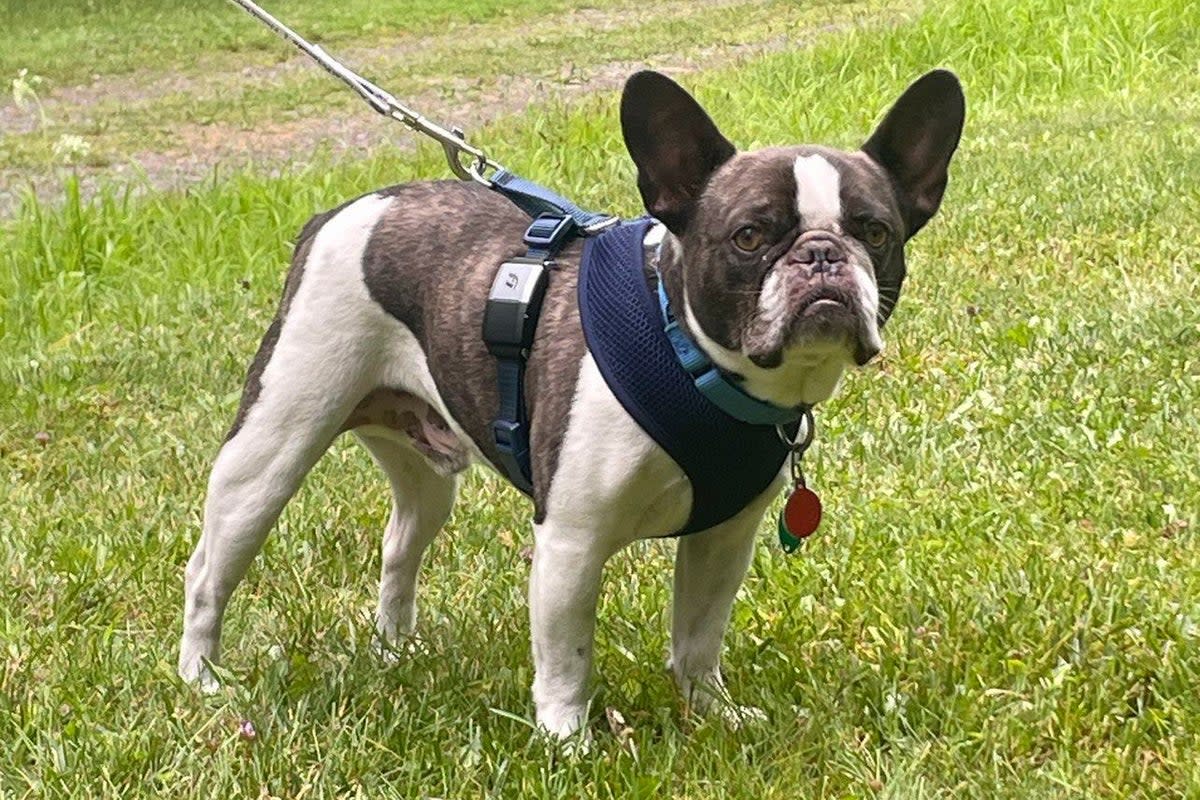 This photo provided by the Allegheny County Police Department shows a brown-and-white male French bulldog, who was left alone at the Pittsburgh airport  (AP)