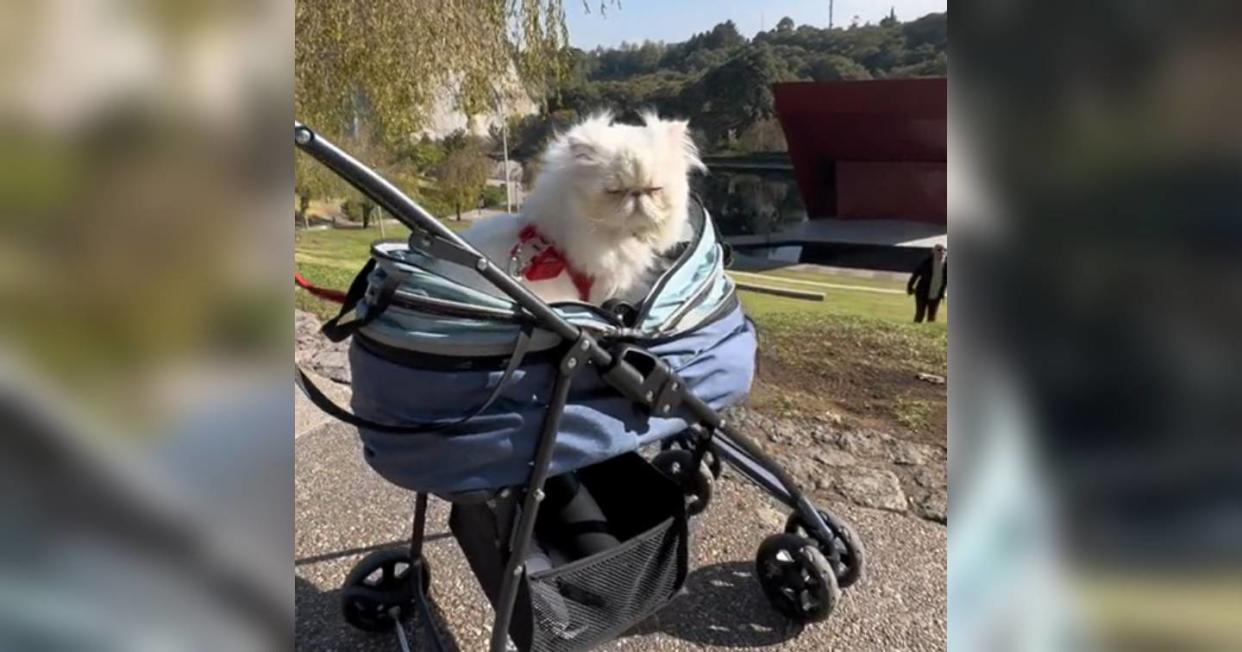 Dueños de gato acusan al parque La Mexicana de discriminación, por no dejarlo entrar. Foto: Captura de video TikTok vía @gucci_valentinocat