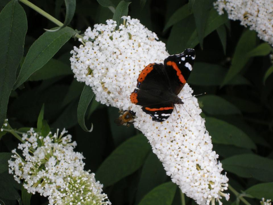 best white flowers butterfly bush