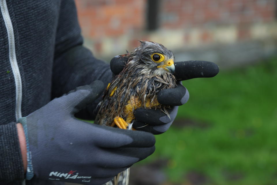 A rescued buzzard is held by a volunteer after a suspected tornado in Lippstadt, Germany, Friday, May 20, 2022. (Friso Gentsch/dpa via AP)