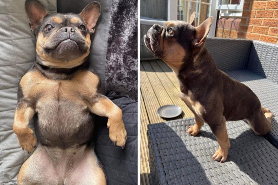 Anunciante de Swindon: algunas fotos de la finalista de Swindon para la competencia de perros más feos del Reino Unido, Marnie, luciendo un poco más fotogénica