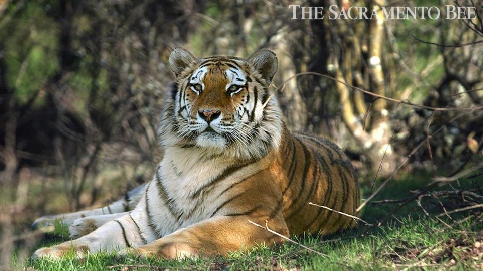 One of the 39 Bengal, Siberian and Sumatran tigers lounges on acreage at Ark 2000 in San Andreas in 2005.