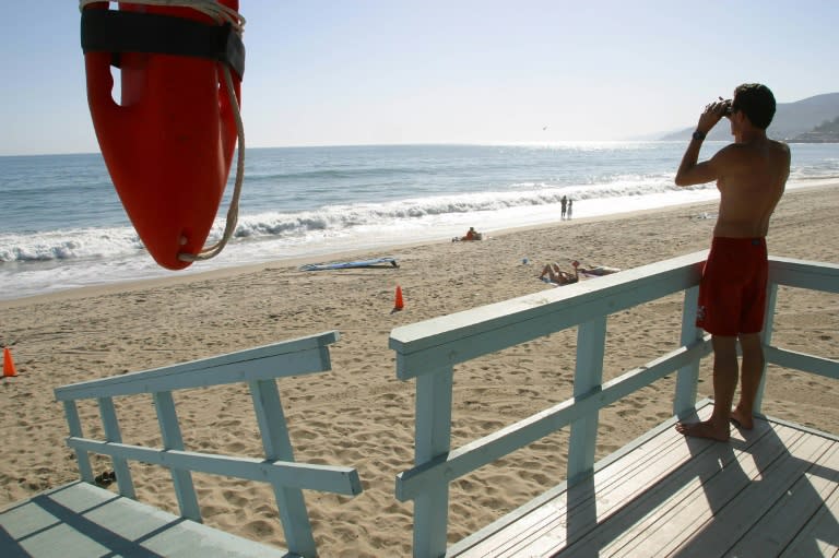 Experts say the El Nino weather pattern has led to unusually warm waters in the eastern Pacific, meaning sharks and other species are not migrating and moving closer to shore